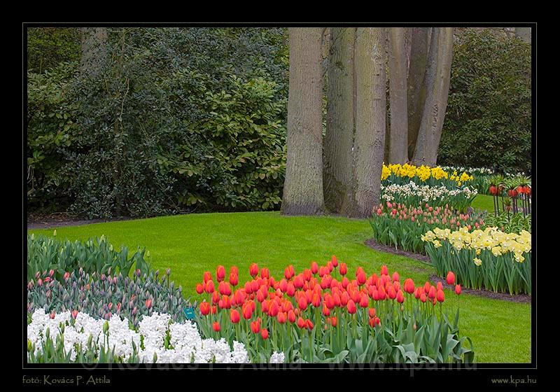 Keukenhof Hollandia 026.jpg